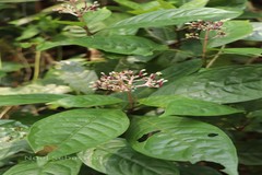 Chassalia curviflora var. ophioxyloides